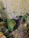 Green moray eel emerging from under a coral fan branch on coral reef.