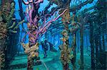 Diver swims amid the remains of the Willaurie shipwreck, Nassau, Bahamas