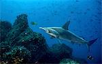 Scalloped hammerhead shark swimming among other fish over the seabed, Galapagos Islands