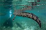 A crocodile in a nature reserve, swimming with a snorkeler the Garden of the Queens, Cuba.  Underwater view.