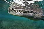 Nino, a socially interactive crocodile at the Garden of the Queens, Cuba. Underwater shot, close up of the animal snout.