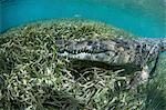 Nino, a socially interactive crocodile at the Garden of the Queens, Cuba. Underwater shot, close up of the animal snout.