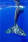 Tail fluke of a Sperm whale underwater.