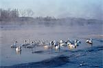 Swan in winter