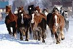 Herd of horse running in snow field