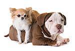 puppy american bully and chihuahua in front of white background