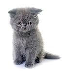 exotic shorthair kitten in front of white background