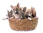 group of miniature bull terrier in front of white background