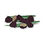 Isolated clipart of plant Truffle on white background. Botanical drawing of herb Black truffle mushrooms with mushrooms and leaves