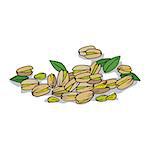 Isolated clipart of plant Pistachio on white background. Botanical drawing of herb Pistacia vera with seeds and leaves