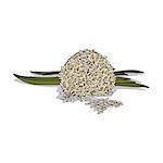 Isolated clipart of plant Rice on white background. Botanical drawing of herb Rice bran and stalks with grains and leaves