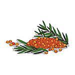 Isolated clipart of plant Sea buckthorn on white background. Botanical drawing of herb Hippophae rhamnoides with fruits and leaves