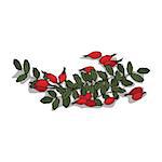 Isolated clipart of plant Rose hips on white background. Botanical drawing of herb Rosa with fruits and leaves