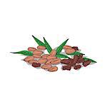 Isolated clipart of plant Pecan on white background. Botanical drawing of herb Pecan nuts with nuts and leaves