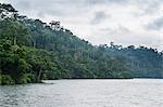 River and dense forest, Cameroon, Africa