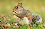 Grey squirrel, Richmond Park, Greater London, England, United Kingdom, Europe