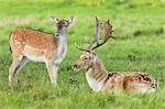 Fallow deer (Dama dama) in Richmond Park, Greater London, England, United Kingdom, Europe