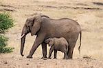 A mother and baby elephant (Loxondonta africana) in Tarangire National Park, Manyara Region, Tanzania, East Africa, Africa