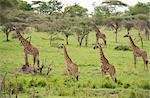 A group of Masai giraffes (Giraffa camelopardalis) in Serengeti National Park, UNESCO World Heritage Site, Tanzania, East Africa, Africa