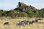 Burchells zebra (Equus burchelli) near a kopjes, in Serengeti National Park, UNESCO World Heritage Site, Tanzania, East Africa, Africa