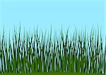 Seamless Horizontal Background, Nature, Landscape with Fresh Green Grass and Blue Sky, Tile Pattern for Your Design. Vector