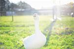 Goose in sunlight, Wiltshire, United Kingdom, Europe
