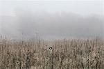 Portrait of dog in misty field, Houghton-le-Spring, Sunderland, UK