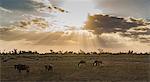 Wildebeests in Amboseli National Park, Amboseli, Rift Valley, Kenya