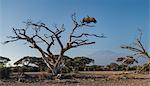 Vulture on a tree in Amboseli National Park, Amboseli, Rift Valley, Kenya