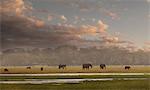 Herd of elephants in Amboseli National Park, Amboseli, Rift Valley, Kenya