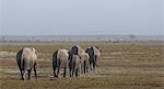 Herd of elephants in Amboseli National Park, Amboseli, Rift Valley, Kenya