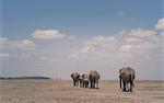 Herd of elephants, Amboseli National Park, Amboseli, Rift Valley, Kenya