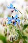 Flowering borage