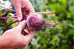 Hands holding a beetroot