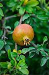 Pomegranate on the tree