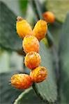 Prickly pears on the plant