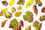 Various autumn leaves