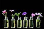 Various healing flowers in small oil bottles