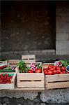 Tomatoes and radishes in vegetable boxes