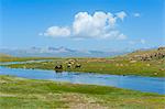 Grazing horses, Road to Song Kol Lake, Naryn province, Kyrgyzstan, Central Asia, Asia