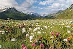 Meadows of rhododendrons and cotton grass, Maloja, Bregaglia Valley, Engadine, Canton of Graubunden (Grisons), Switzerland, Europe
