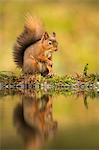 Red squirrel (Sciurus vulgaris) reflection, Yorkshire Dales, Yorkshire, England, United Kingdom, Europe