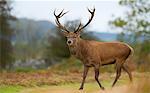 Red deer stag, Bradgate Park, Charnwood Forest, Leicestershire, England, United Kingdom, Europe