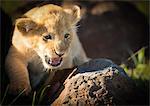 Lion cub, Masai Mara, Kenya, East Africa, Africa