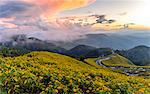 Dramatic sunset and fields of yellow Mexican sunflowers in bloom across hillsides in Mae Hong Son Province, Northern Thailand, Southeast Asia, Asia