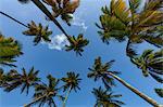 Looking up at tall palms on the small beach at Marigot Bay, St. Lucia, Windward Islands, West Indies Caribbean, Central America