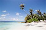 Palm trees lean over white sand, under a blue sky, on Bandos Island in The Maldives, Indian Ocean, Asia