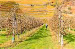 A girl walk in a cultavation of apples, with view on yellow vineyards. Bianzone, Valtellina, Lombardy, Italy.