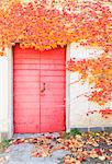 Red door with red leaves of american grapes on a house. Poggiridenti, Valtellina, Lombardy, Italy.