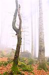 Fog in the forest of Bagni di Masino during autumn, Valmasino, Valtellina, Sondrio province, Lombardy, Italy.